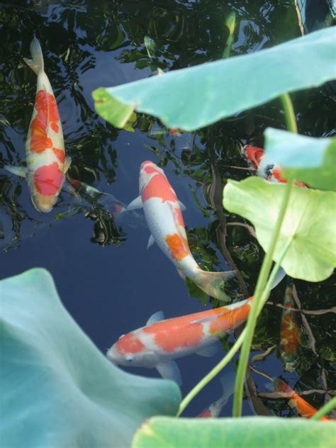 鯉魚養幾隻|鯉魚養幾隻比較好？